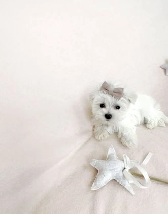 Maltese dogs for sale: Teacup Maltese - Video 1