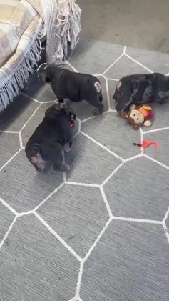 English Bulldog dogs for sale: Leo - Video 1