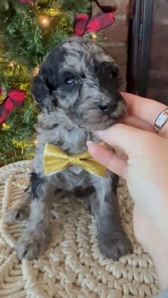 Mixed Breed dogs for sale: Patty - Video 1