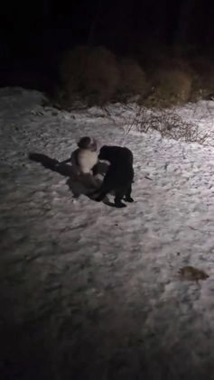 Newfoundland dogs for sale: Ella - Video 2