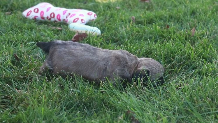 Shih Tzu dogs for sale: Shandy - Video 1