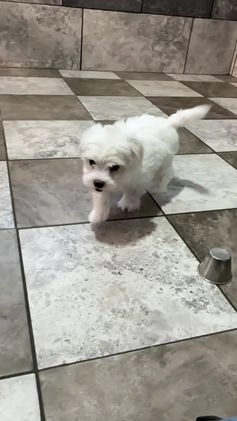Maltese dogs for sale: Eli - Video 1
