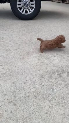 Cavapoo dogs for sale: Lily - Video 4