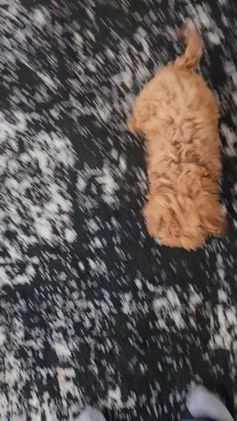 Cavapoo dogs for sale: Tiny Tim - Video 1