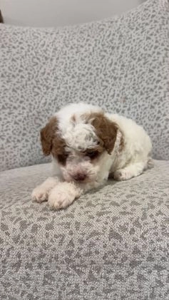 Miniature Poodle dogs for sale: Josie  - Video 3