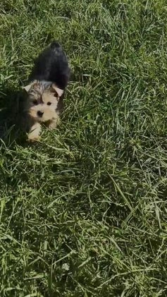 Morkie dogs for sale: Lupert - Video 1