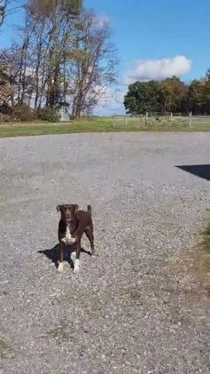 Mixed Breed dogs for sale: Marci - Video 2