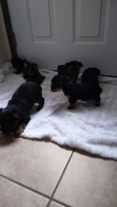 Yorkshire Terrier dogs for sale: Teeko - Video 1