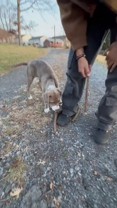 American Pit Bull Terrier dogs for sale: American Pit Bull Terrier Puppy 1 - Video 2