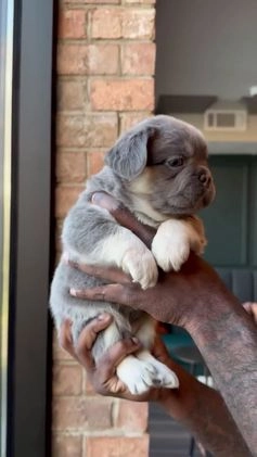 French Bulldog dogs for sale: Axel - Video 1