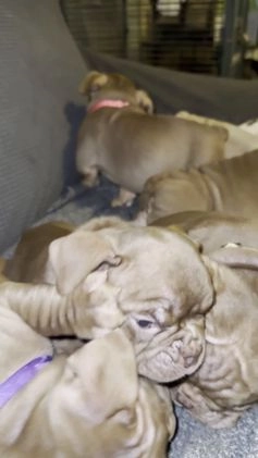 American Bully dogs for sale: Pepper - Video 3