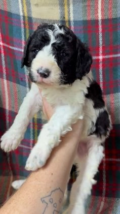 Mixed Breed dogs for sale: Beckett - Video 1