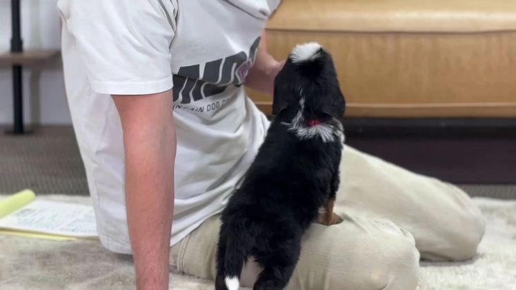 Mini Bernedoodle dogs for sale: Blaze - Video 1