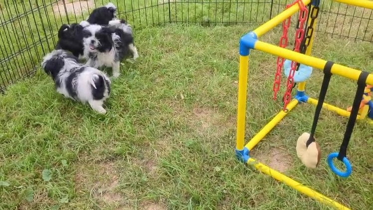 Shih Tzu dogs for sale: Freckles AKC Imperial  Shih Tzu  - Video 2