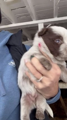 Australian Cattle Dog dogs for sale: Bean - Video 1