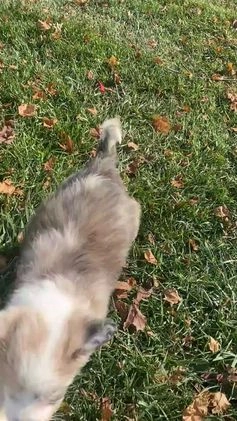 Mini Aussiedoodle dogs for sale: Lucy - Video 2