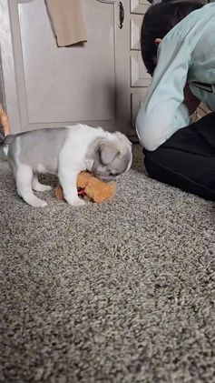 French Bulldog dogs for sale: Hope - Video 2