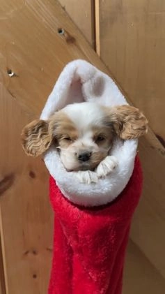 Cocker Spaniel dogs for sale: Dewey - Video 1