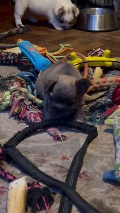 French Bulldog dogs for sale: COCO - Video 1