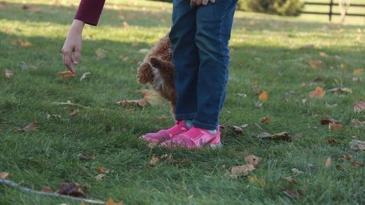 Shihpoo dogs for sale: Chase - Video 1