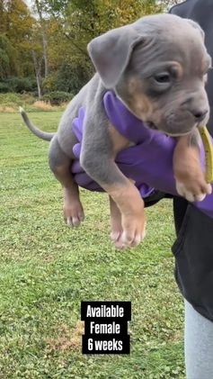 American Bully dogs for sale: Cookie Monster  - Video 1