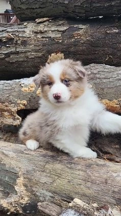 Australian Shepherd dogs for sale: Champ - Video 2