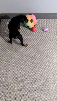 Doberman Pinscher dogs for sale: Lucy  - Video 8