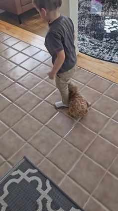 Cavapoo dogs for sale: Maverick  - Video 2