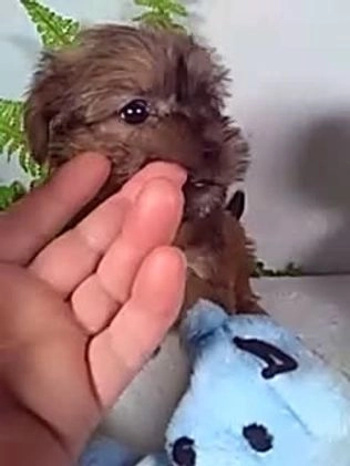 Shorkie dogs for sale: Gizmo - Video 1