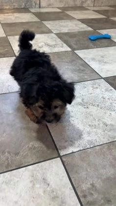 Yochon dogs for sale: Debbie - Video 1