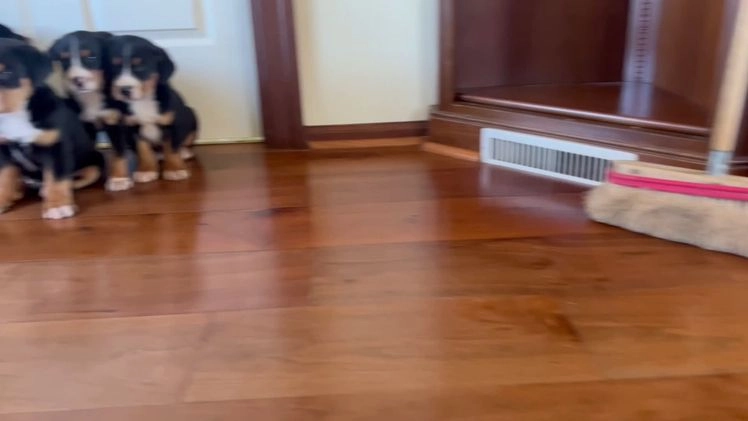 Greater Swiss Mountain Dog dogs for sale: Sarge❤️🎄AKC Hip Cert❤️Call 717-859-8731 - Video 1