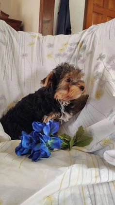 Yorkshire Terrier dogs for sale: Robbie - Video 4