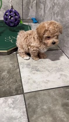 Bichpoo dogs for sale: Tommy - Video 1