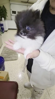 Pomeranian dogs for sale: Pomeranian Oreo - Video 1