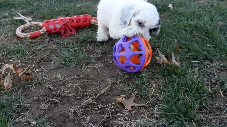 Cockapoo dogs for sale: Selena - Video 3