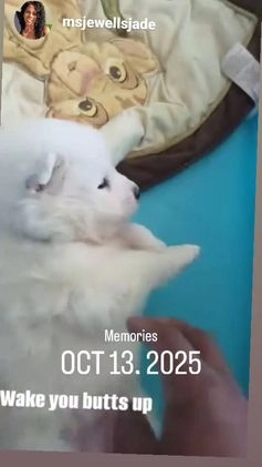 Samoyed dogs for sale: Mellow - Video 2