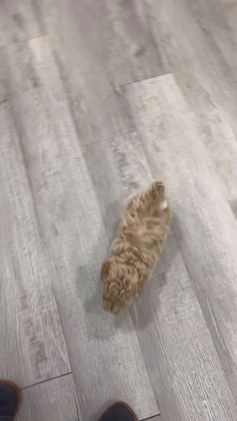 Bichpoo dogs for sale: Cody - Video 1