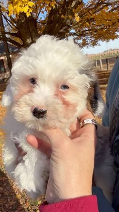 Mixed Breed dogs for sale: Lawson - Video 5