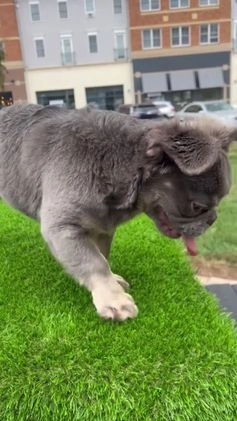 French Bulldog dogs for sale: Mercedes  - Video 1