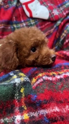 Toy Poodle dogs for sale: Toy Poodle Puppy 1 - Video 1
