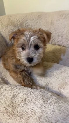 Morkie dogs for sale: Zeus  - Video 1