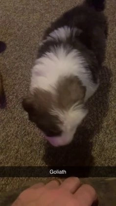 Mixed Breed dogs for sale: Goliath  - Video 1