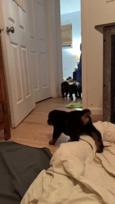 Rottweiler dogs for sale: Orange girl  - Video 1