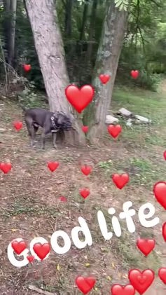 Mixed Breed dogs for sale: Mixed Breed Puppy 2 - Video 1