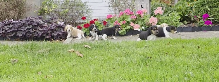 Beagle dogs for sale: Curly - Video 2