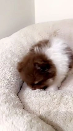 Pomeranian dogs for sale: Simba  - Video 1