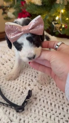 Mixed Breed dogs for sale: Felicity - Video 1