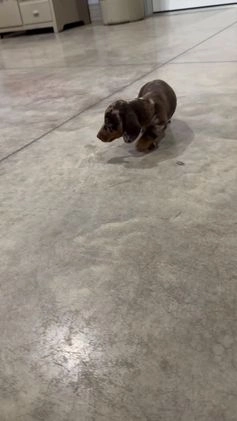 Miniature Dachshund dogs for sale: Max - Video 1