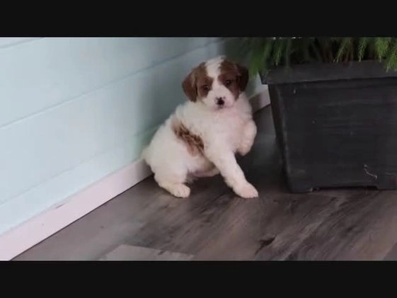 Mini Goldendoodle dogs for sale: Captain - Video 1