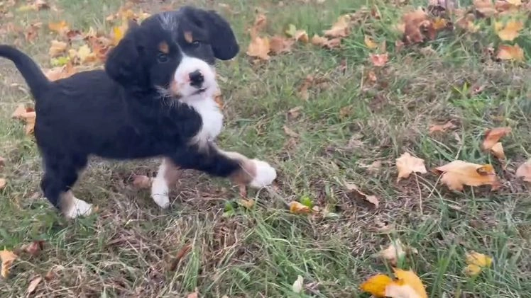 Mixed Breed dogs for sale: Hunter - Video 1